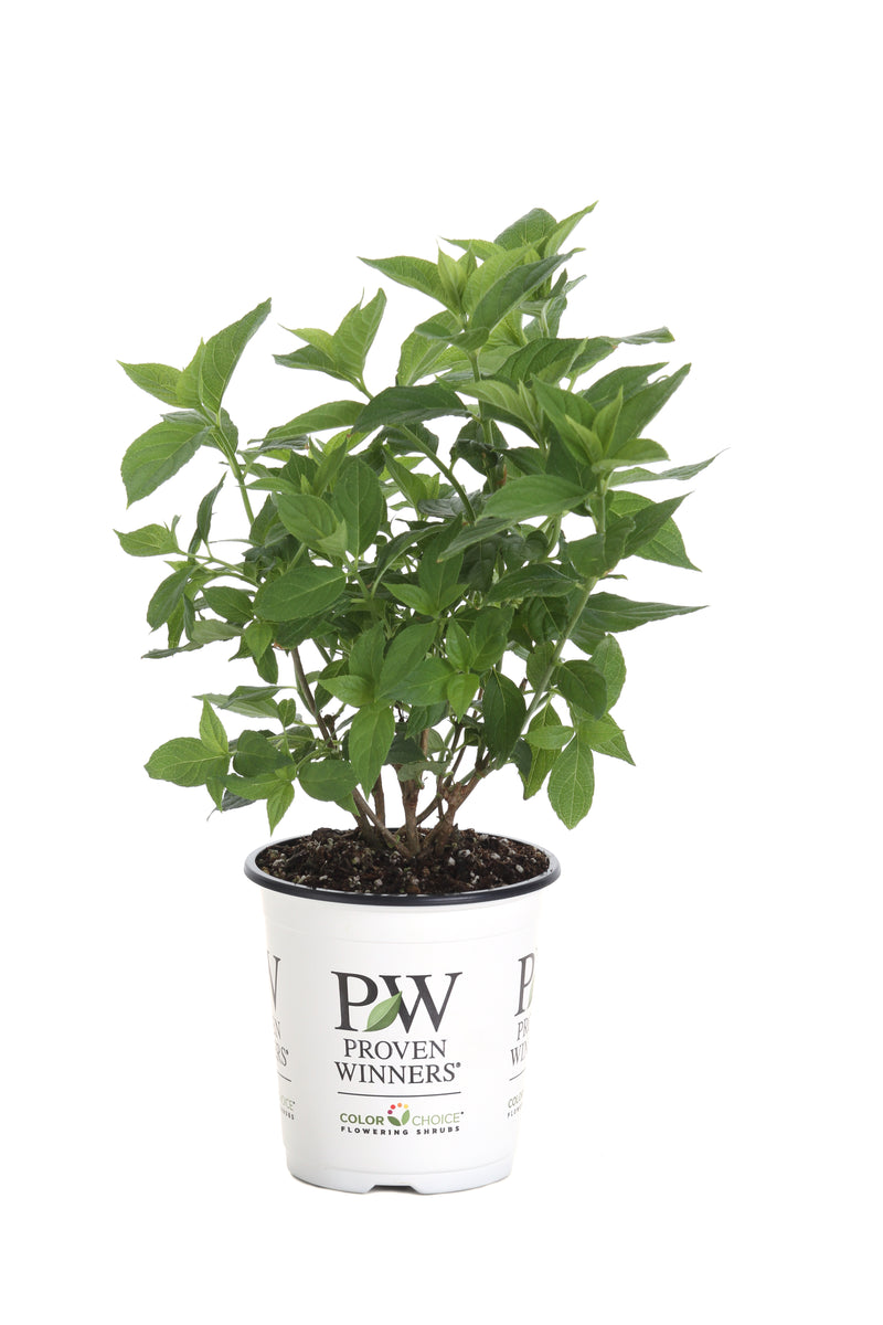 Proven Winners® Shrub Plants|Paniculata - Little Lime Hardy Hydrangea 6