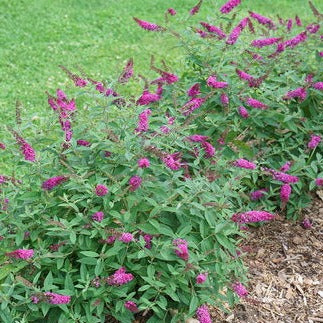 Lo & Behold® 'Ruby Chip' Butterfly Bush (Buddleia)