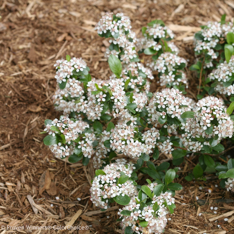 Proven Winners® Shrub Plants|Aronia - Low Scape Mound 1