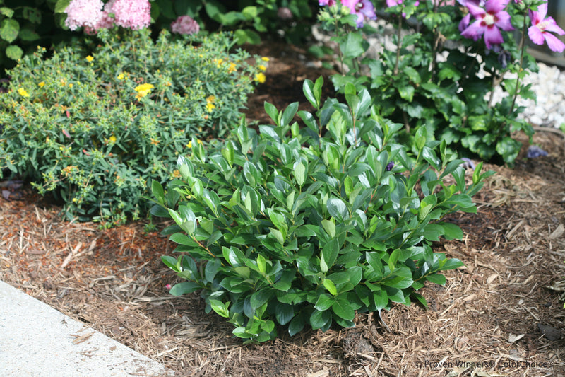 Proven Winners® Shrub Plants|Aronia - Low Scape Mound 4
