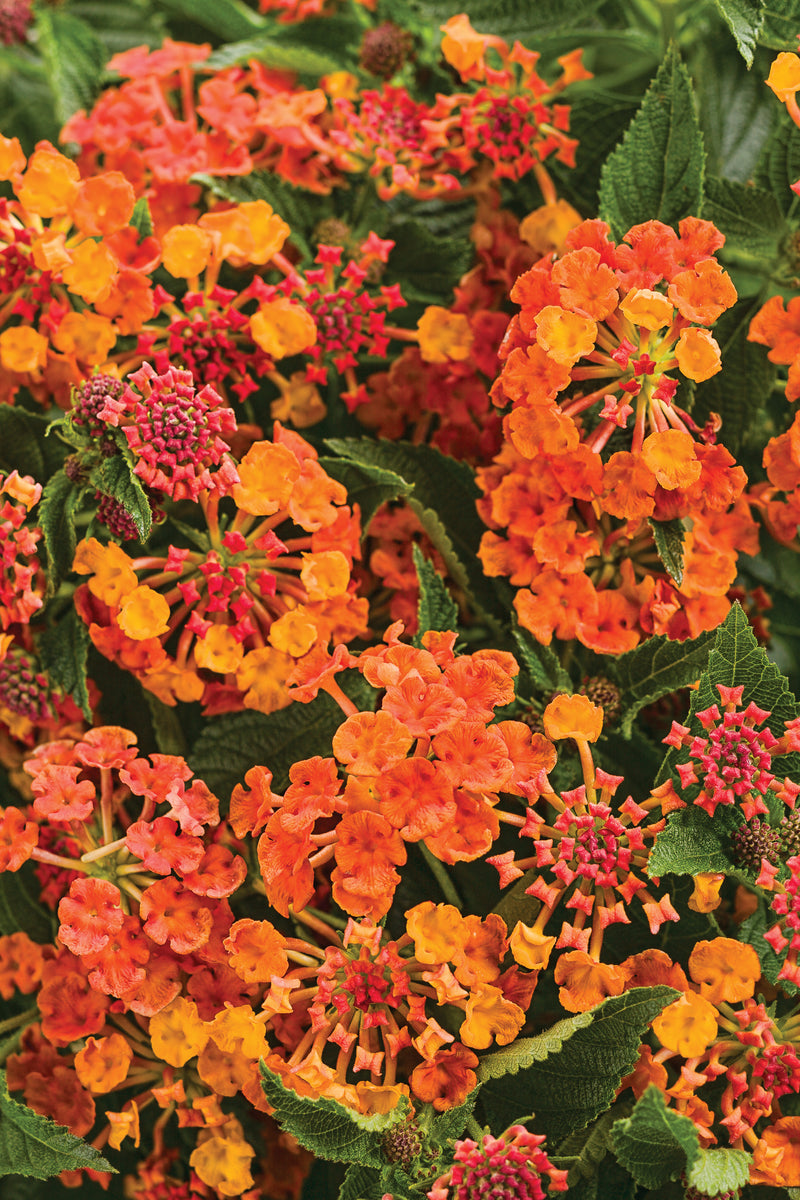 Proven Winners® Annual Plants|Lantana - Luscious Marmalade 1