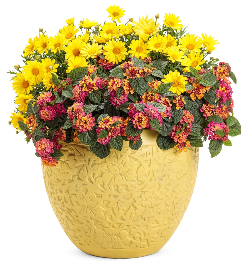 Proven Winners® Annual Plants|Lantana - Luscious Royale Cosmo 4