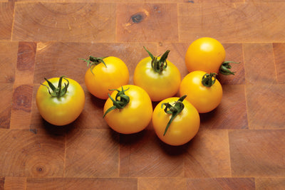 Tempting Tomatoes® Patio Sunshine Cherry Tomato (Solanum lycopersicum) - New Proven Winners® Variety 2023