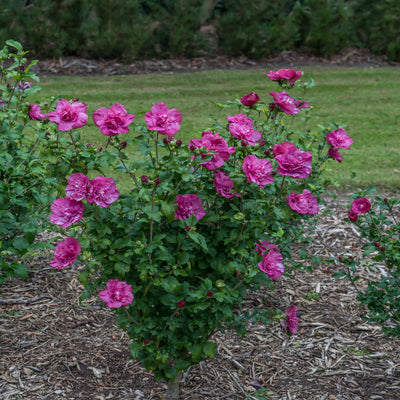 Proven Winners® Shrub Plants|Hibiscus - Magenta Chiffon Rose of Sharon 2
