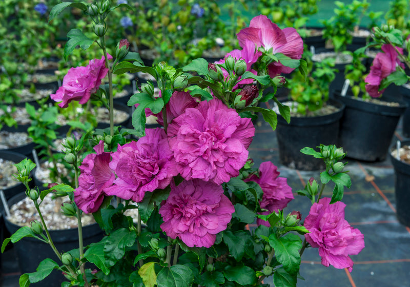 Proven Winners® Shrub Plants|Hibiscus - Magenta Chiffon Rose of Sharon 3