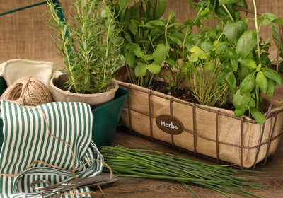 Proven Winners® Garden to Table Plants|Medium Chives 2