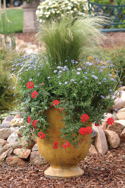 Proven Winners® Perennial Plants|Nassella - Mexican Feather Grass 3
