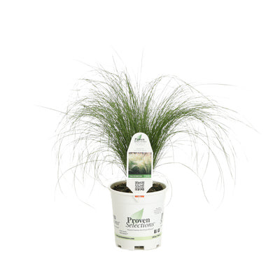 Proven Winners® Perennial Plants|Nassella - Mexican Feather Grass 4