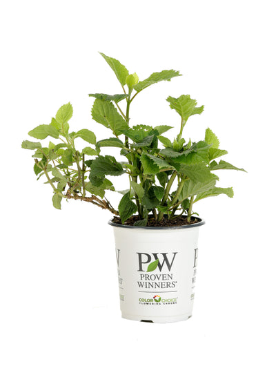 Shrub Plants|Arborescens - Invincibelle Mini Mauvette Smooth Hydrangea 6
