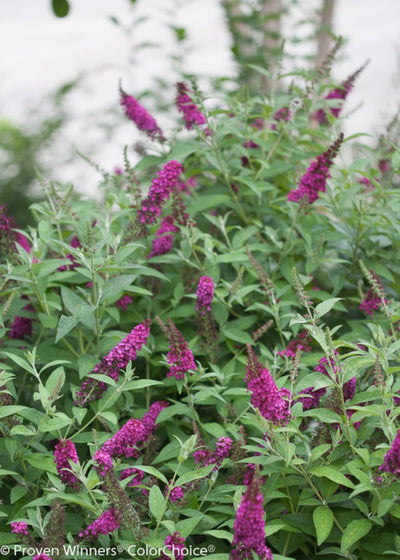 Proven Winners® Shrub Plants|Buddleia - Miss Molly' Butterfly Bush 1