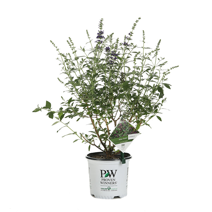 Proven Winners® Shrub Plants|Buddleia - Miss Violet&
