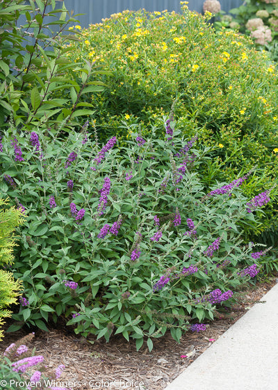 Proven Winners® Shrub Plants|Buddleia - Miss Violet' Butterfly Bush 2