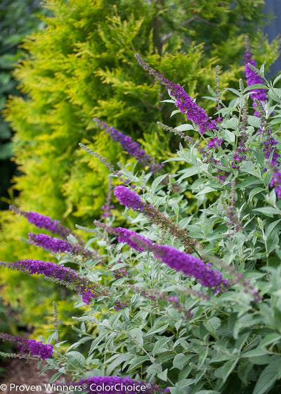 Proven Winners® Shrub Plants|Buddleia - Miss Violet' Butterfly Bush 4