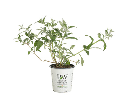 Proven Winners® Shrub Plants|Buddleia - Miss Violet' Butterfly Bush 6
