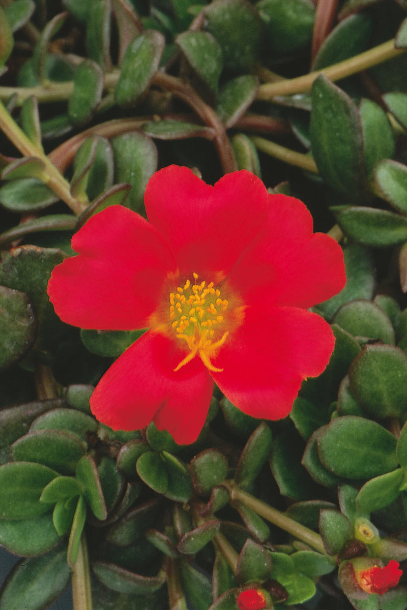 Proven Winners® Annual Plants|Portulaca - Mojave Red Purslane 3