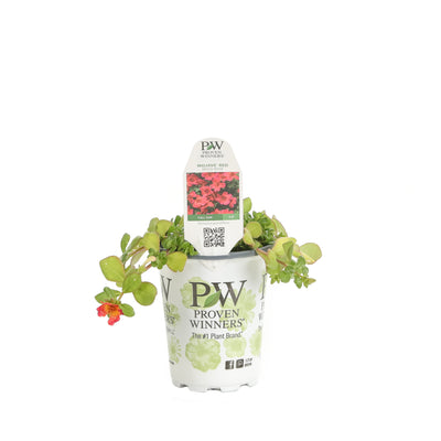 Proven Winners® Annual Plants|Portulaca - Mojave Red Purslane 4