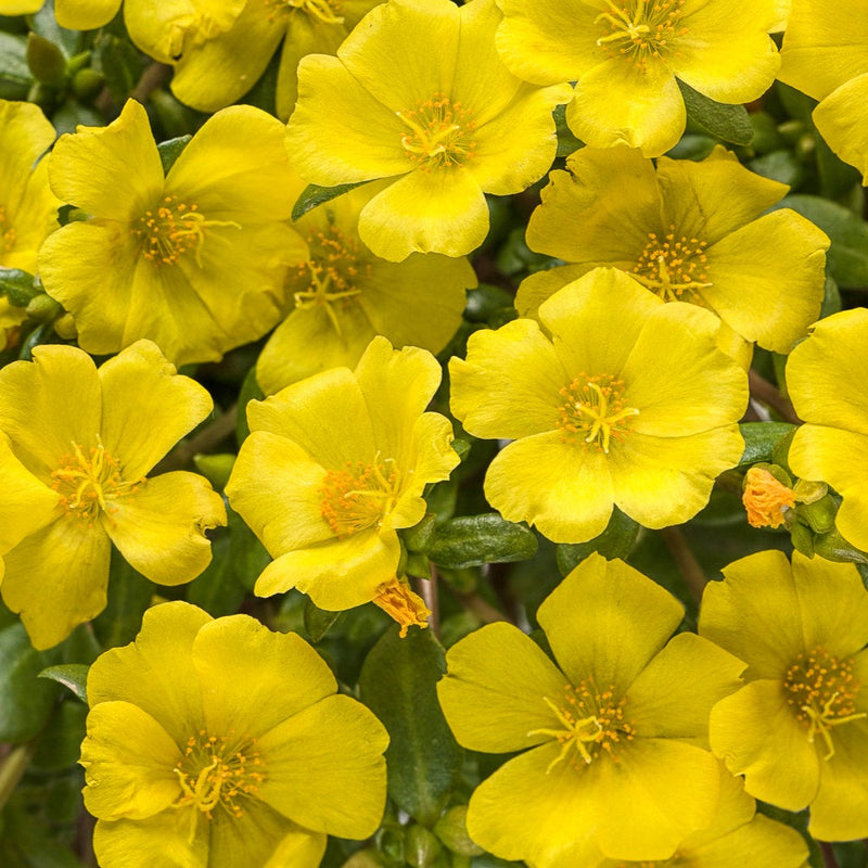 Proven Winners® Annual Plants|Portulaca - Mojave Yellow Purslane 1