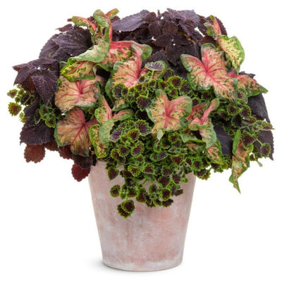 ColorBlaze® Newly Noir™ (Coleus)