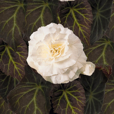 Annual Plants|Begonia - Nonstop Mocca White Tuberous Begonia 1
