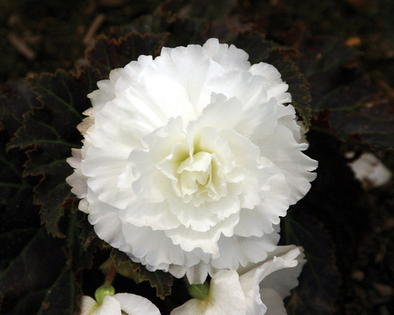 Annual Plants|Begonia - Nonstop Mocca White Tuberous Begonia 4
