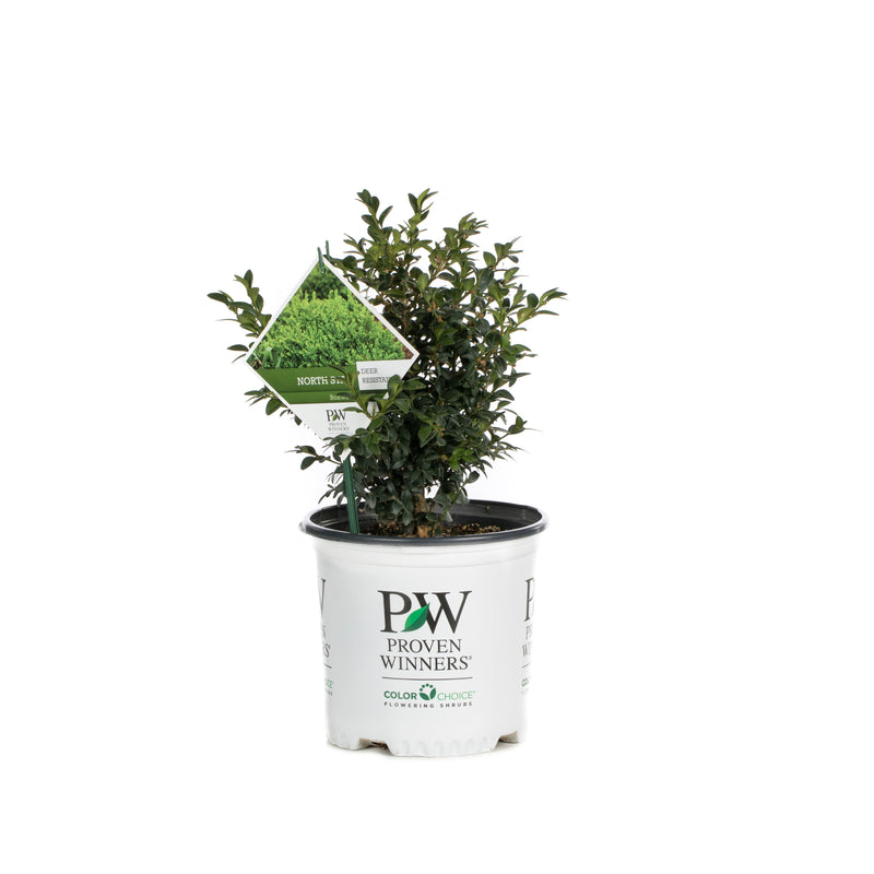 Proven Winners® Shrub Plants|Buxus - North Star Boxwood 3