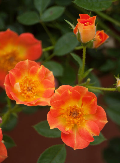 Proven Winners® Shrub Plants|Rosa - Oso Easy Paprika Landscape Rose 1