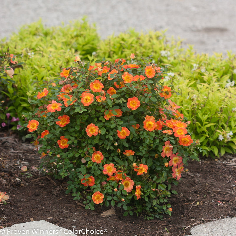 Proven Winners® Shrub Plants|Rosa - Oso Easy Paprika Landscape Rose 2
