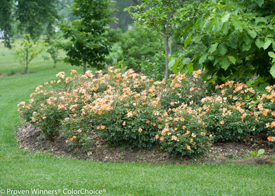 Proven Winners® Shrub Plants|Rosa - Oso Easy Paprika Landscape Rose 4