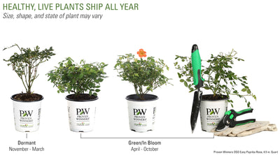 Proven Winners® Shrub Plants|Rosa - Oso Easy Paprika Landscape Rose 6