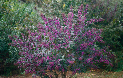 Proven Winners® Shrub Plants|Callicarpa - Pearl Glam Beautyberry 2