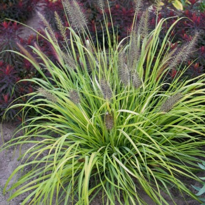 Prairie Winds® 'Lemon Squeeze' Fountain Grass (Pennisetum)