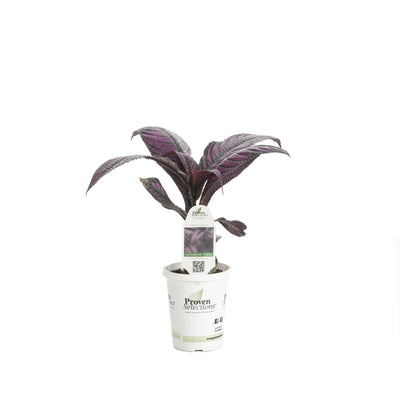 Proven Winners® Annual Plants|Strobilanthes - Persian Shield 4