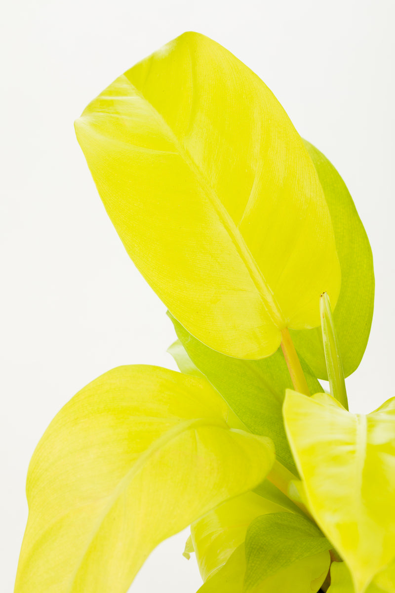 Prismacolor™ Lemon Lime Hybrid (Philodendron)