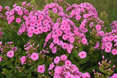 Luminary® 'Prismatic Pink' Tall Garden Phlox (Phlox) - New Proven Winners® Variety 2024