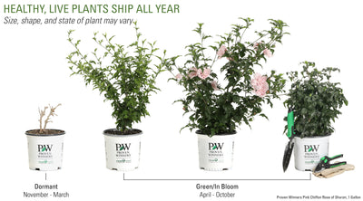 Proven Winners® Shrub Plants|Hibiscus - Pink Chiffon Rose of Sharon 3