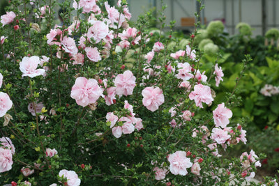 Proven Winners® Shrub Plants|Hibiscus - Pink Chiffon Rose of Sharon 2
