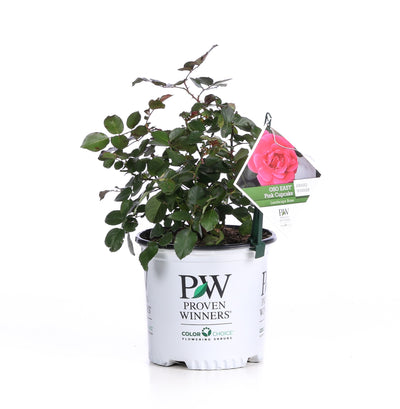 Proven Winners® Shrub Plants|Rosa - Oso Easy Pink Cupcake Landscape Rose 4