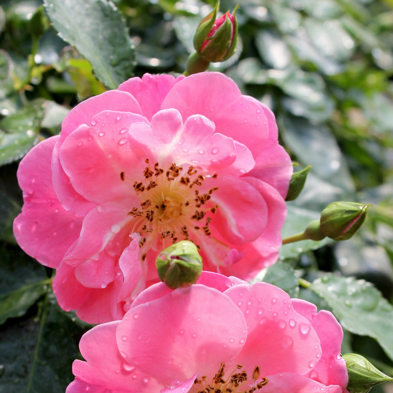 Proven Winners® Shrub Plants|Rosa - Oso Easy Pink Cupcake Landscape Rose 1