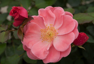 Proven Winners® Shrub Plants|Rosa - Oso Easy Pink Cupcake Landscape Rose 2