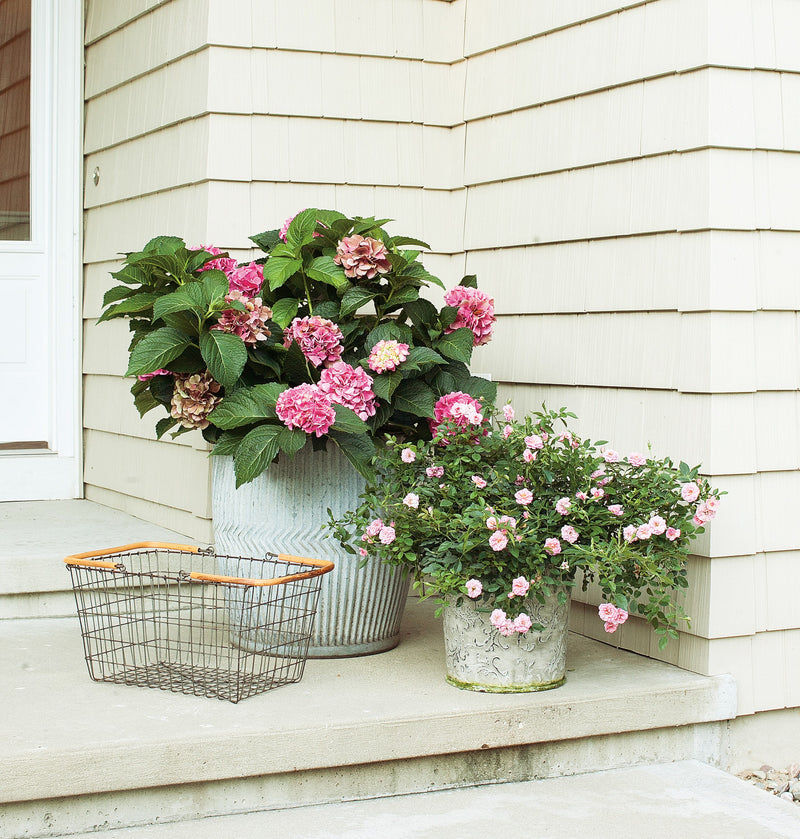 Proven Winners® Shrub Plants|Rosa - Oso Easy Pink Cupcake Landscape Rose 3