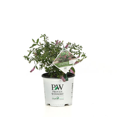 Shrub Plants|Buddleia - Lo & Behold 'Pink Micro Chip' Butterfly Bush 5
