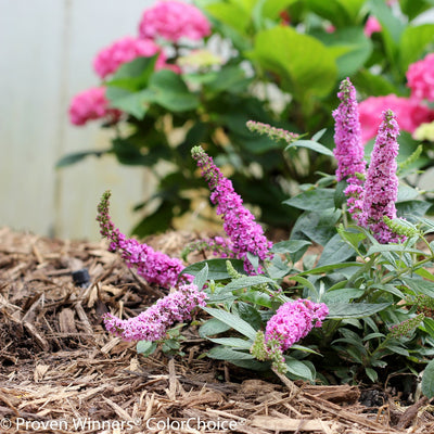 Shrub Plants|Buddleia - Lo & Behold 'Pink Micro Chip' Butterfly Bush 1