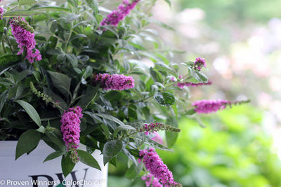Shrub Plants|Buddleia - Lo & Behold 'Pink Micro Chip' Butterfly Bush 4