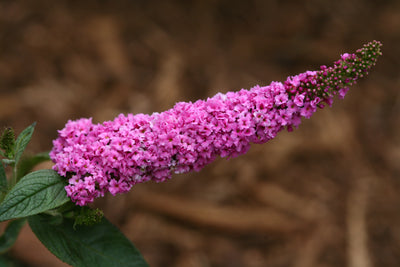 Shrub Plants|Buddleia - Lo & Behold 'Pink Micro Chip' Butterfly Bush 2