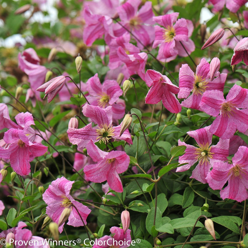Proven Winners® Shrub Plants|Pink Mink Clematis 1