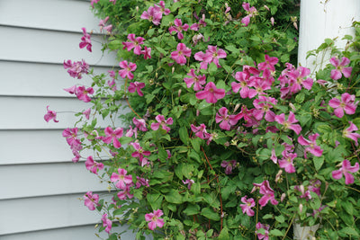 Proven Winners® Shrub Plants|Pink Mink Clematis 2