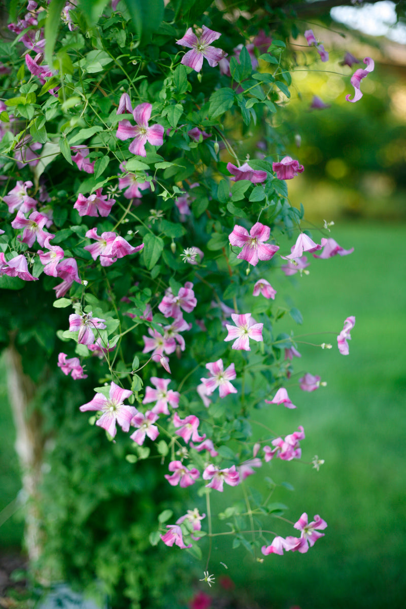Proven Winners® Shrub Plants|Pink Mink Clematis 3
