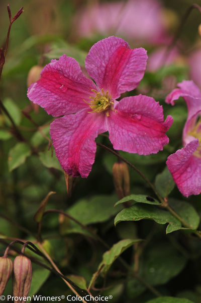 Proven Winners® Shrub Plants|Pink Mink Clematis 5