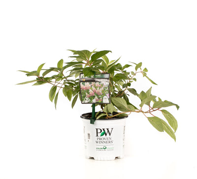 Proven Winners® Shrub Plants|Paniculata - Pinky Winky Hardy Hydrangea 4
