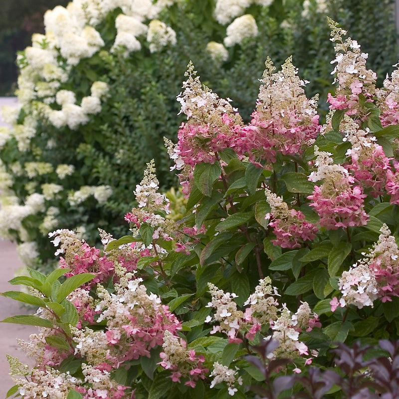 Proven Winners® Shrub Plants|Paniculata - Pinky Winky Hardy Hydrangea 6